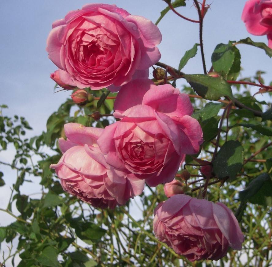 Сорта роз:  роза алан титчмарш