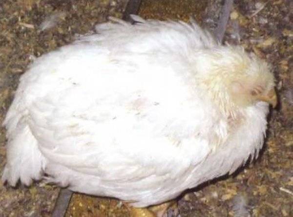 Курица сидит вялая, прикрыв глаза: симптоматика возможных инфекционных заболеваний, с которыми связано такое состояние