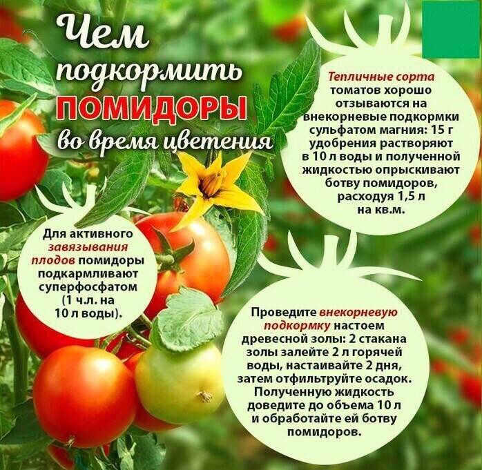 Подкормка помидор, чем комплексно удобрять томаты в открытом грунте