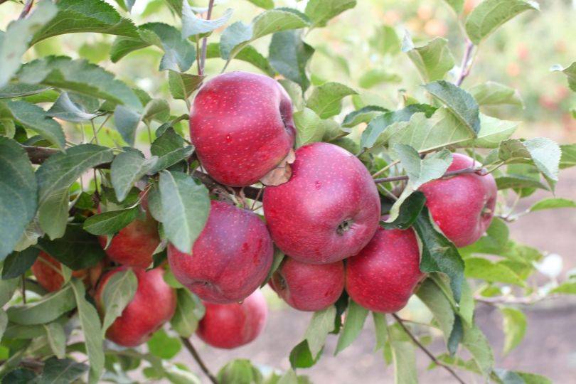 Яблоня коваленковское описание сорта опылители
