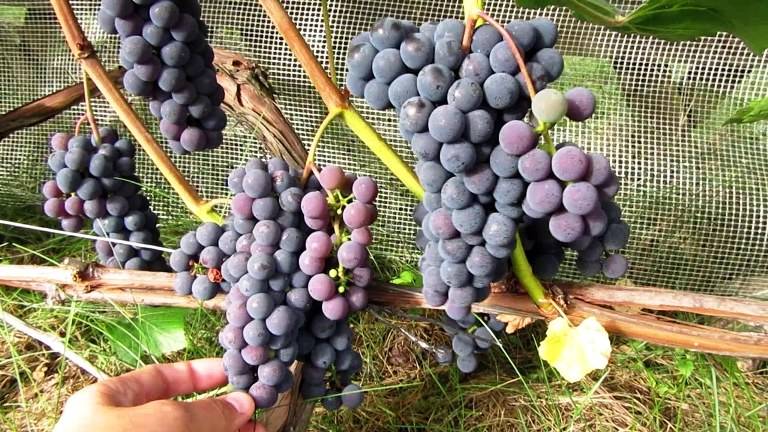 Виноград альфа описание сорта фото. сорт винограда «альфа»: описание, выращивание, использование и подготовка к зиме