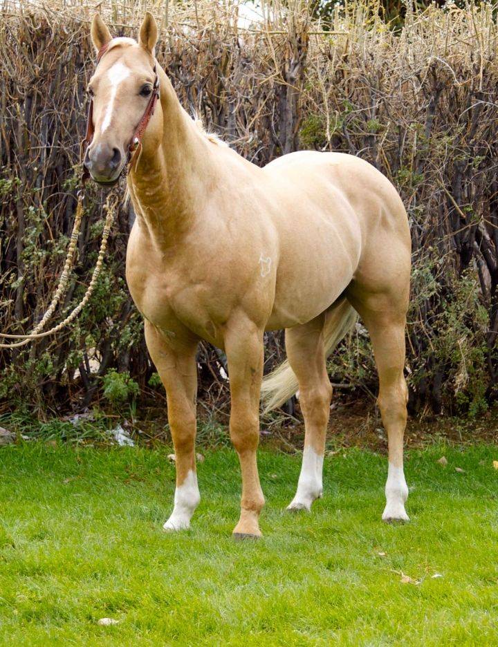 Каурая масть лошади — это какой цвет, фото