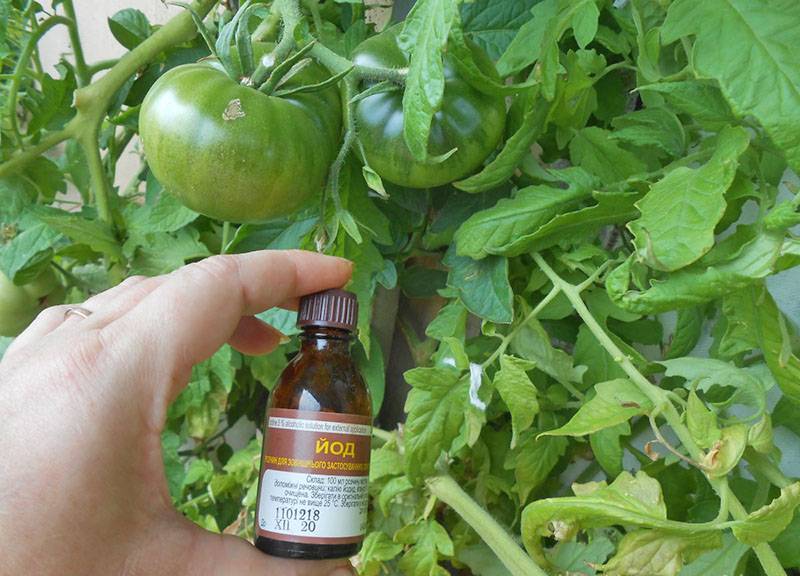 Борная кислота для томатов – подкормка во время цветения, опрыскивание рассады, замачивание семян