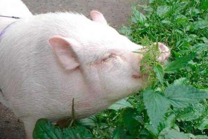Кормление свиней: принципы, технологии и запрещенные продукты