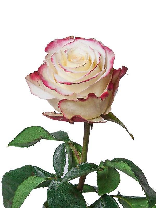 Роза свитнес: фото и описание, выращивание и уход в открытом грунте
