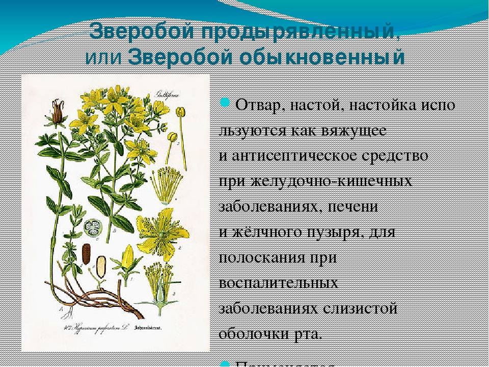 Лекарственные растения фото и описание