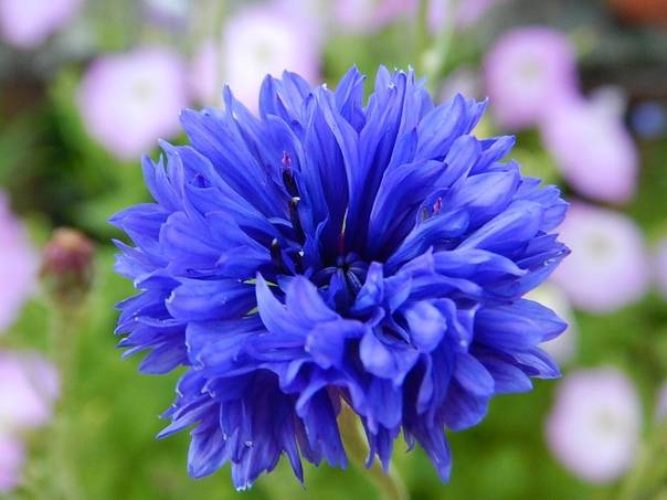Василек синий - лечебные свойства растения, описание и фото