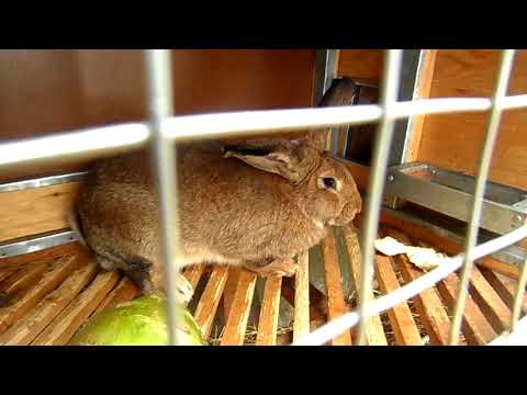 Окрол крольчихи: полезные советы и время