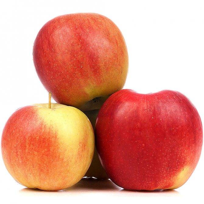 Сорт яблони лигол — описание, особенности выращивания