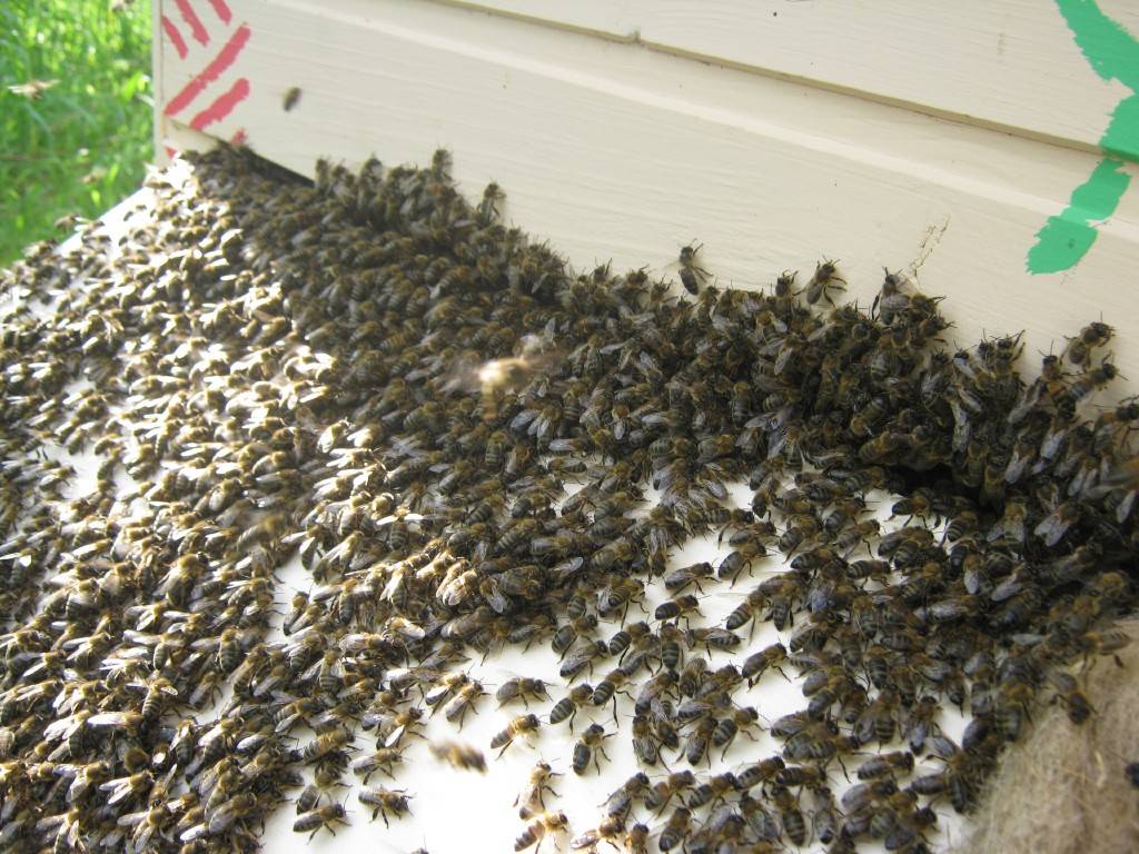 Методы предупреждения роения пчел. как остановить роение.
