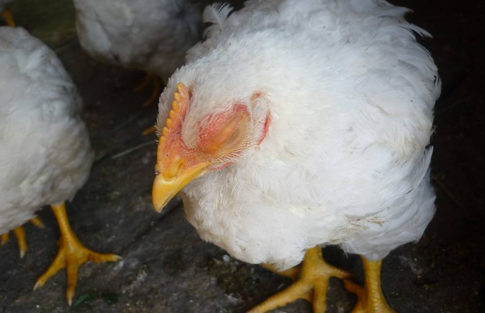 Аденовирусный гидроперикардит цыплят-бройлеров