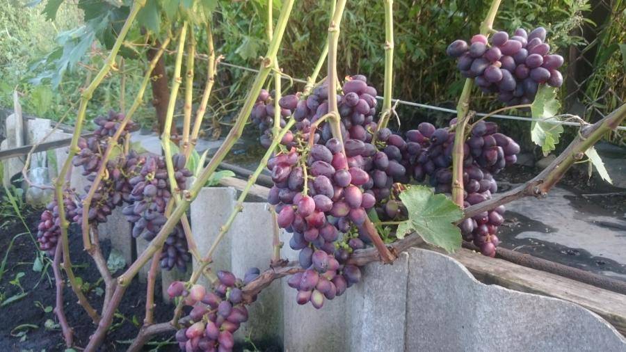 «климат идет на пользу». как в сибири выращивают свой виноград