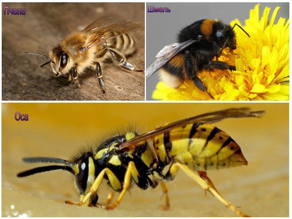 Отличие шмеля, шершня, осы, пчелы