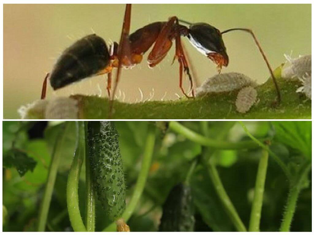 12 способов, как избавиться от муравьев в теплице с помидорами