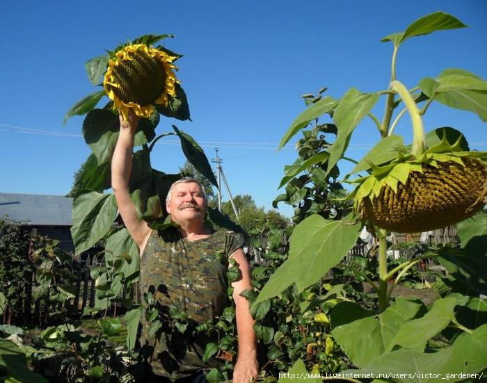 Как вырастить подсолнух: когда и как правильно сажать семена, условия выращивания и уход за подсолнечником