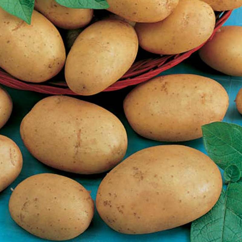 Самые вкусные сорта картофеля