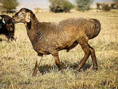 О Гиссарской породе овец: характеристика, содержание и разведение баранов