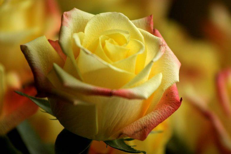 Чайная роза - 125 фото благоустройства и озеленения при помощи кустов розы