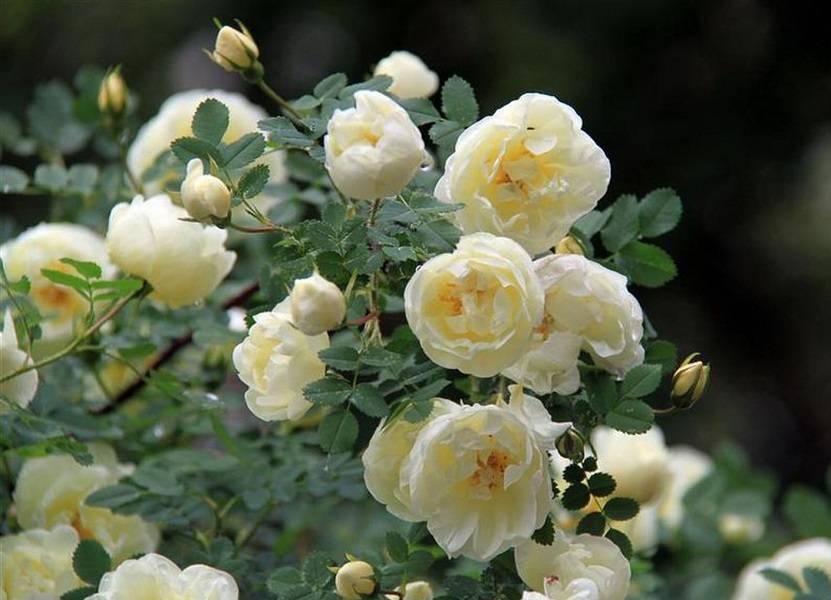 Что такое чайная роза, отличия от обычной, правила ухода