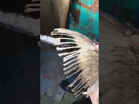 Как подрезать курам крылья чтобы не летали: пошаговая инструкция