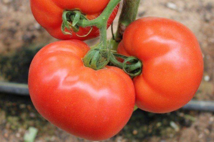 Лучшие низкорослые помидоры для открытого грунта