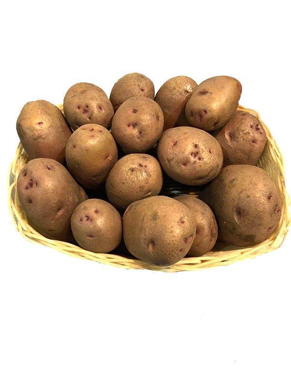 О картофеле лаура: описание семенного сорта, характеристики, агротехника