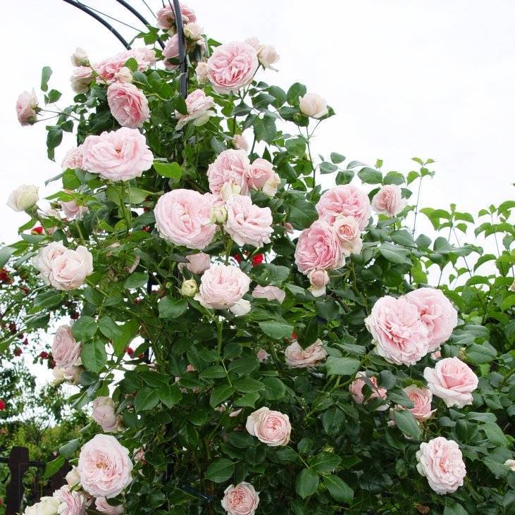 Розы плетистые: фото с названием сорта