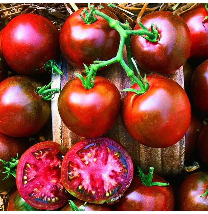 Самые лучшие сорта черных томатов