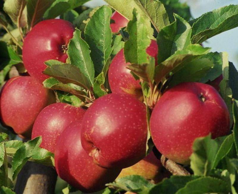 О яблоне Коваленковское,описание, характеристики сорта,агротехника выращивания