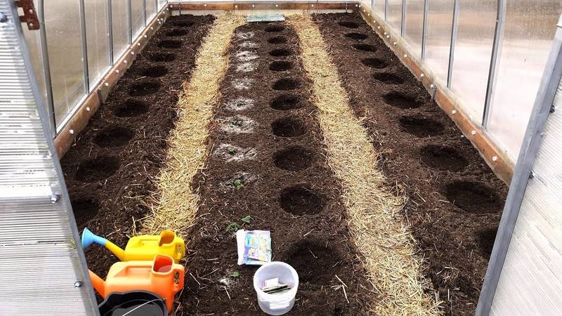 Подготовка почвы в теплице под помидоры весной — как вырастить здоровый урожай