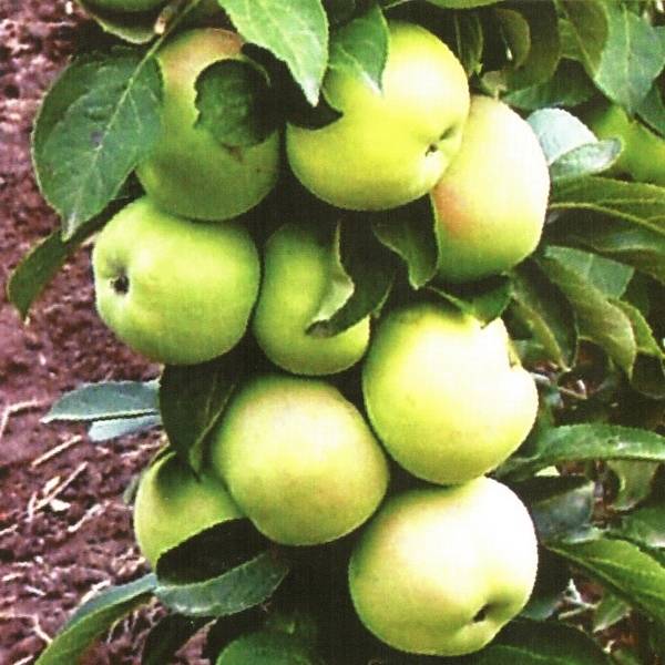 Описание колоновидной яблони сорта президент – как сажать, ухаживать, выращивать и другие особенности агротехники