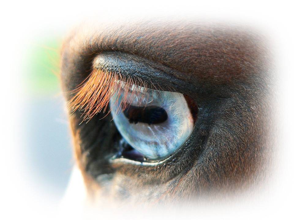 Кириллица  | варёный глаз лошади и другие «деликатесы», которые ели татаро-монголы