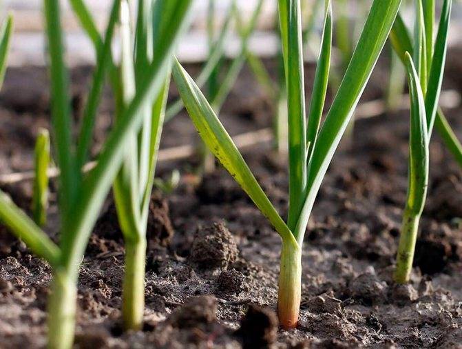 Правила выращивания чеснока в открытом грунте: особенности посадки и ухода