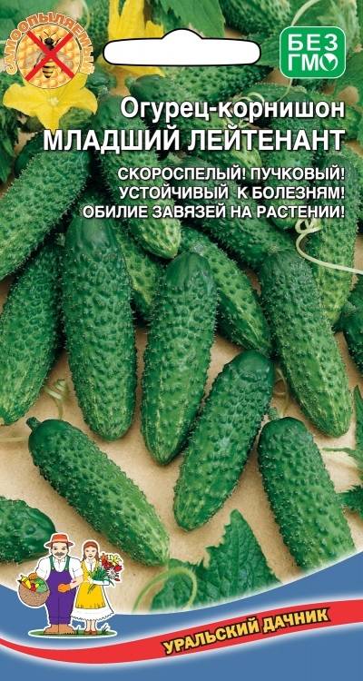 Все о сорте огурцов эстафета: агротехника выращивания в теплице и грунте