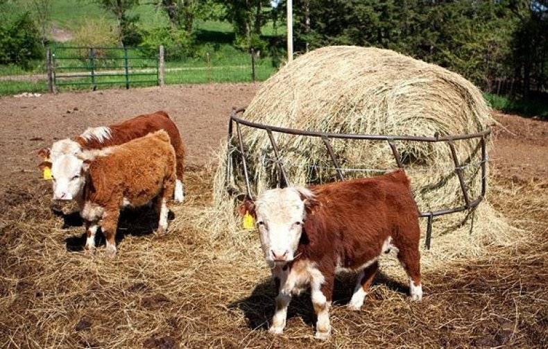 Карликовые коровы в россии: описание, покупка
