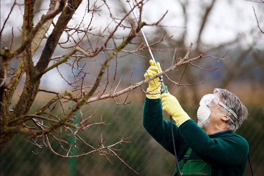 Как правильно ухаживать за яблоней весной после зимы: обработка, защита от болезней и вредителей