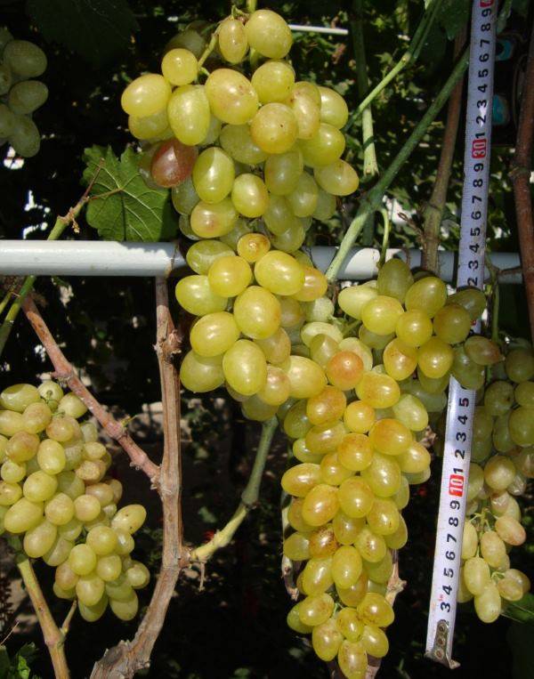 Описание виноград тасон — характеристики, отзывы садоводов