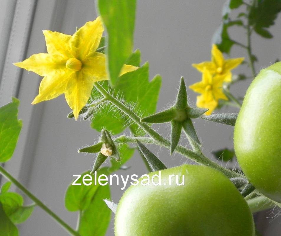 Спасаем свои томаты — как опылять помидоры в теплице из поликарбоната, если они не опыляются самостоятельно