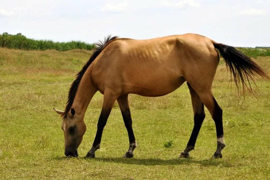 Каурая масть лошади: цвет, какого цвета, фото, видео, описание