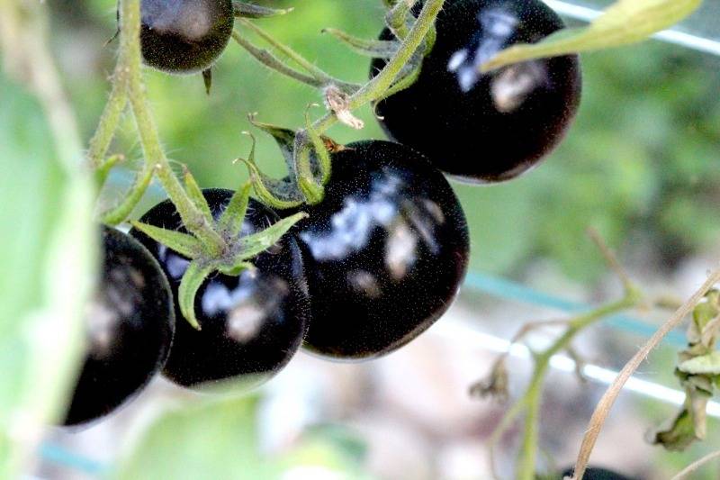 О томате Черный: описание лучших сортов, характеристики помидоров, посев