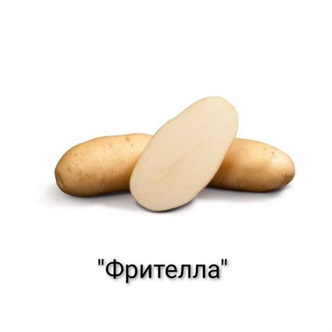Семенной картофель: обзор сортов и методы выращивания