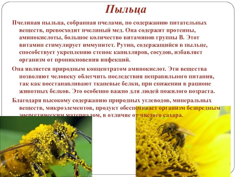 Пчелиная пыльца - суперфуд для похудения. ее полезные свойства, от чего она помогает