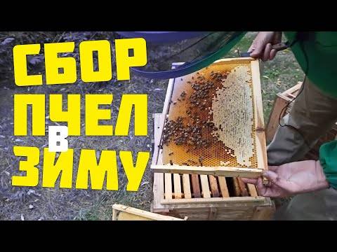 Подкормка пчел осенью медом: рецепт и пропорции для приготовления медовой сыты