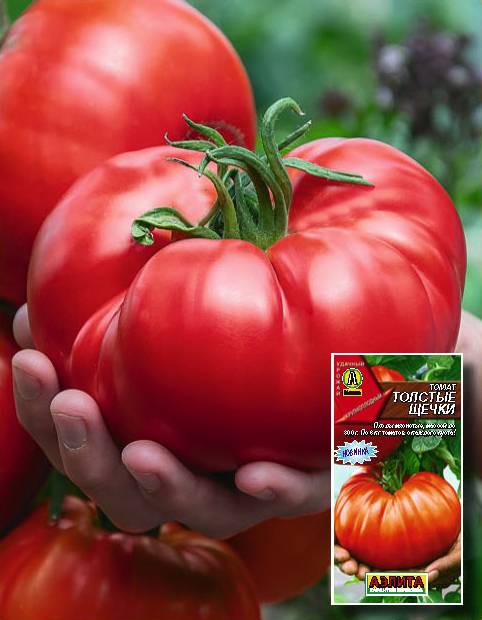 Томат "толстые щечки": описание и характеристика сорта, советы по применению помидор русский фермер