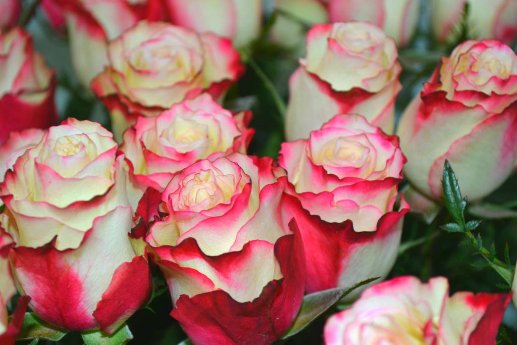 О розе Свитнесс (Sweetness): описание и характеристики чайно гибридной розы