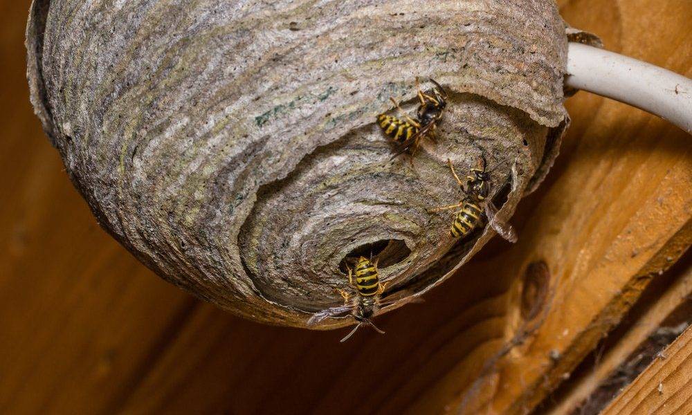 Как избавиться от осиного гнезда на даче: быстро и без вреда