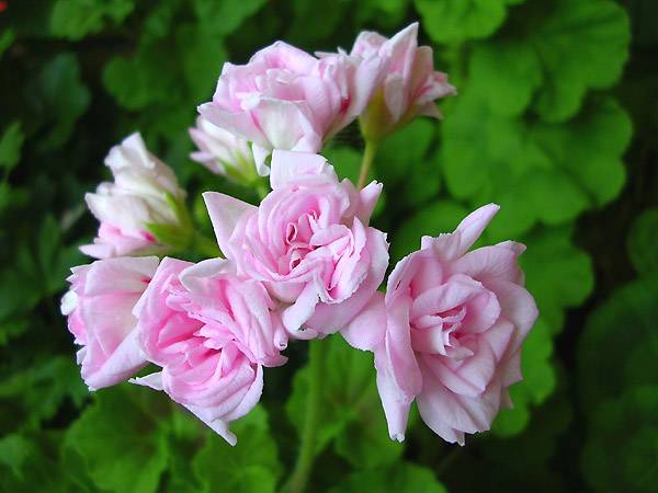 О пеларгонии millfield rose (милфилд роуз): описание и характеристики сорта