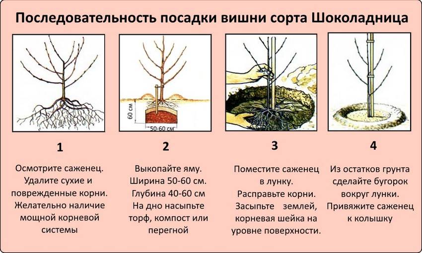 О посадке вишни на Урале весной, как посадить в открытый грунт, уход