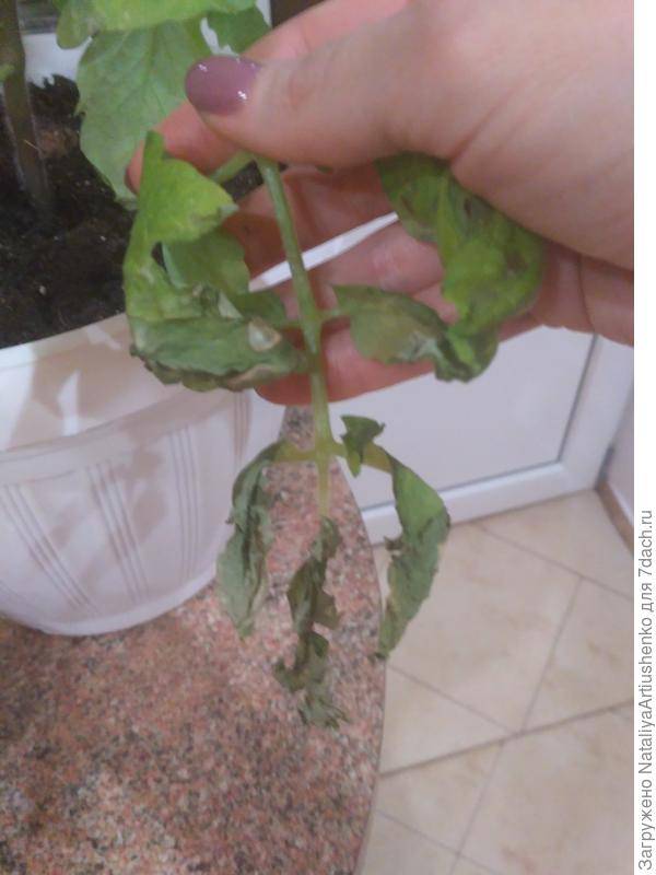 Сохнут листья у рассады помидоров: почему, что делать