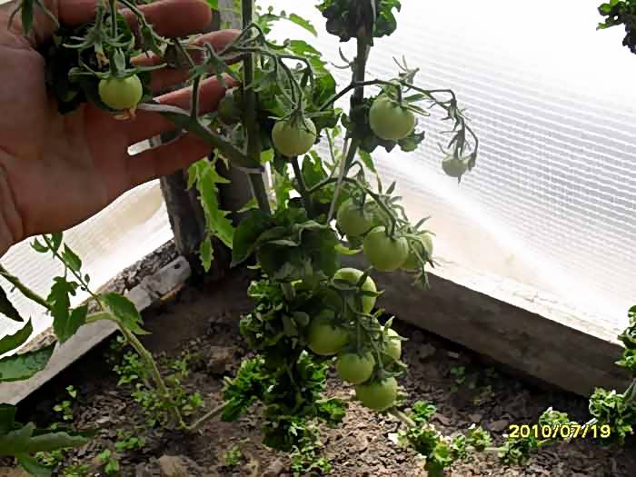 Колоновидный томат палка – урожайный экзот из америки
